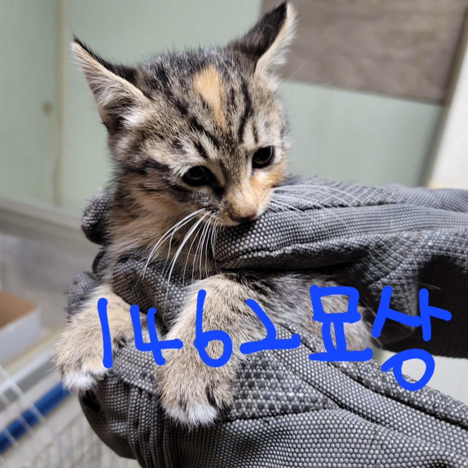 한국 고양이 이미지 파일 입니다.